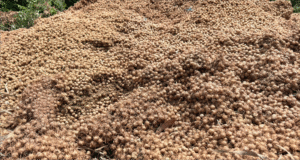 O ciclo da regeneração: do caroço de açaí ao biochar