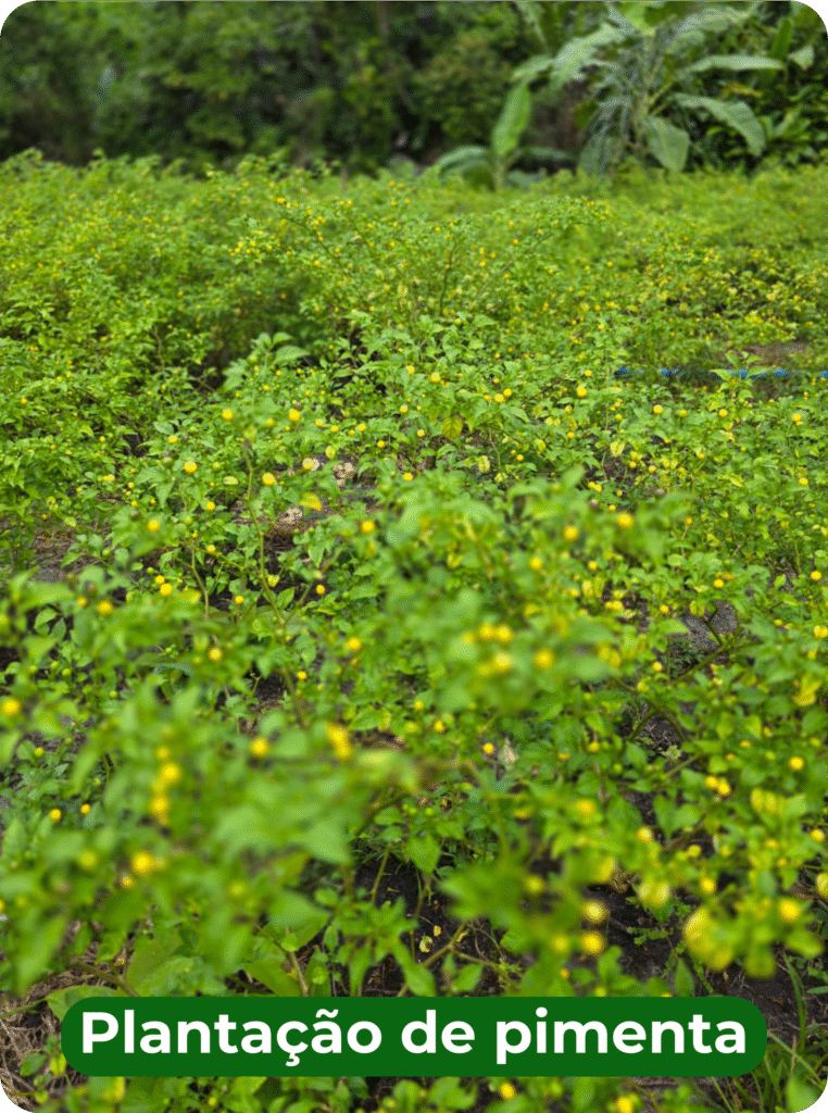 Site ekobe detalhes 01